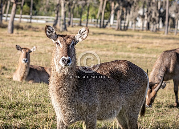 Waterbuck