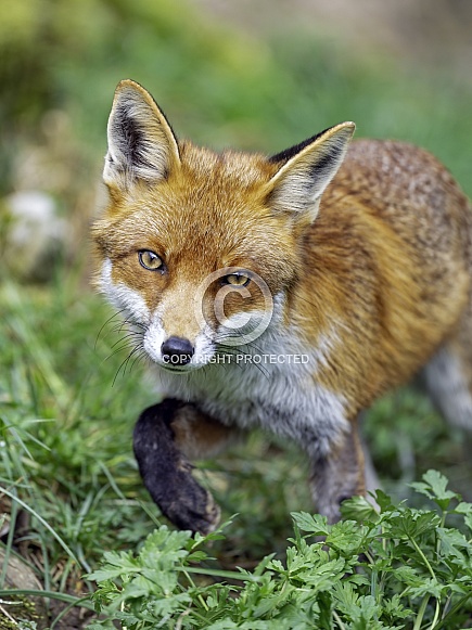 Fox walking Fox walking