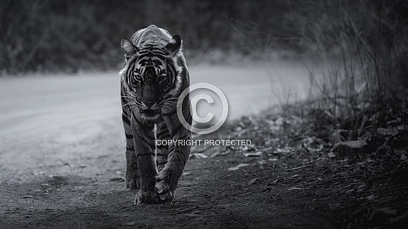 Beautiful tiger in the nature habitat. Tiger pose in amazing light. Wildlife scene with wild animal. Indian wildlife. Indian tiger. Panthera tigris tigris.
