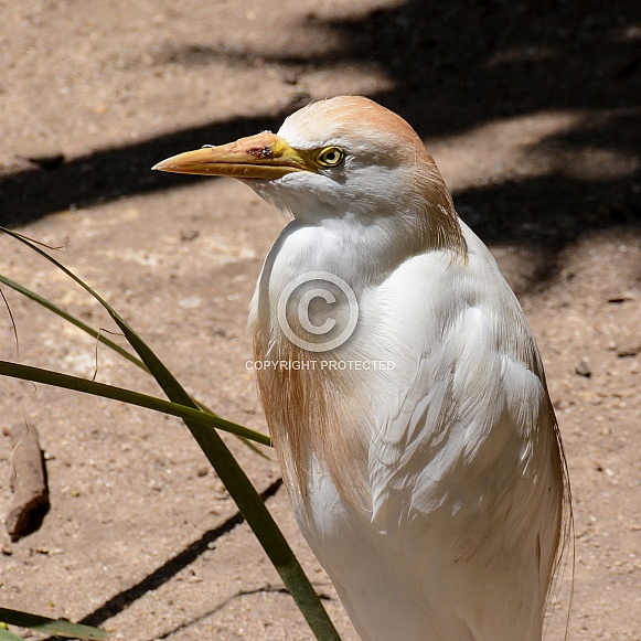 Cattle Egret 2 Cattle Egret 2