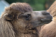 Bacterian Camel
