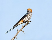 Lesser-striped Swallow