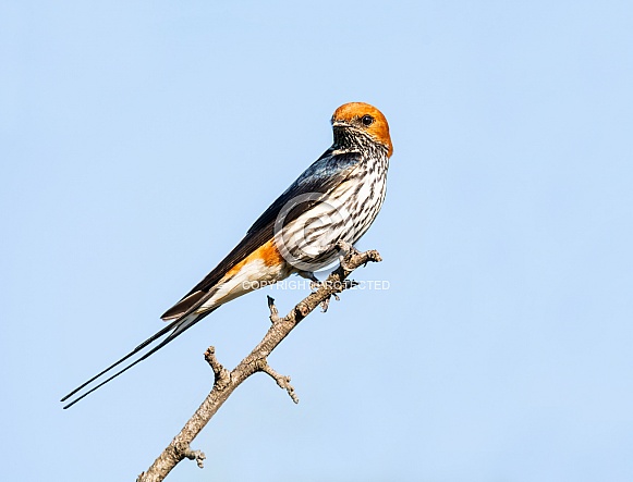 Lesser-striped Swallow Lesser-striped Swallow
