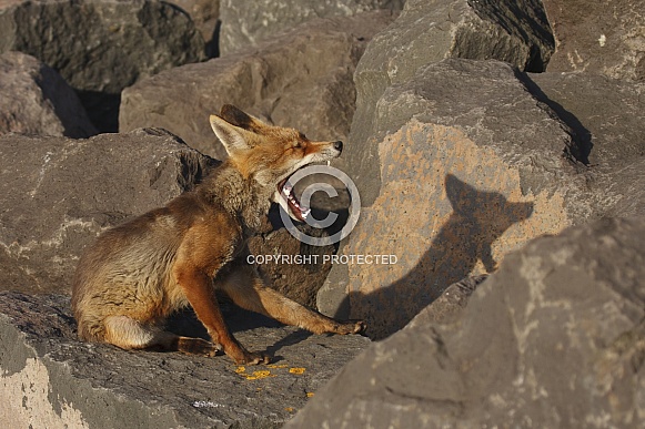 Yawning red fox Yawning red fox