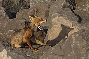 Yawning red fox