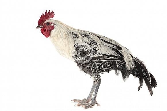 Egyptian Fayoumis Rooster Egyptian Fayoumis Rooster