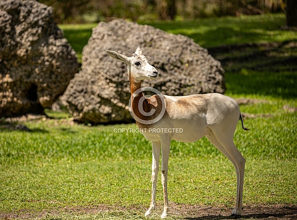 Addra Gazelle