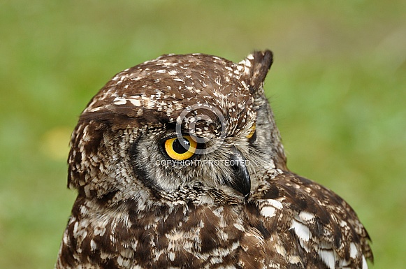 Spotted Eagle-Owl