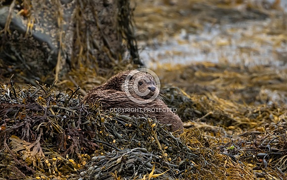 European Otter