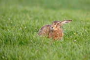 Hare