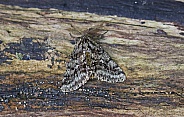 Brindled Beauty Moth