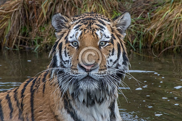 Siberian/Amur Tiger (Panthera Tigris Altaica) Siberian/Amur Tiger (Panthera Tigris Altaica)
