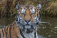 Siberian/Amur Tiger (Panthera Tigris Altaica)