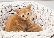 Domestic Shorthair Kitten