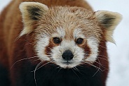 Red Panda