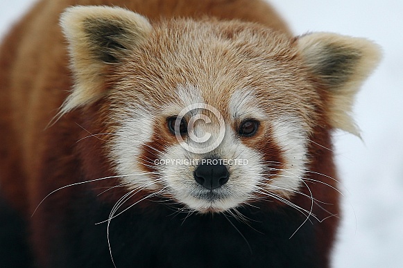 Red Panda Red Panda