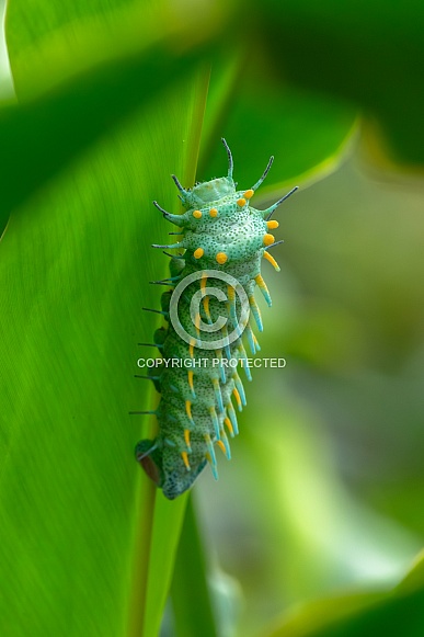 The caterpillar of the Atlas moth