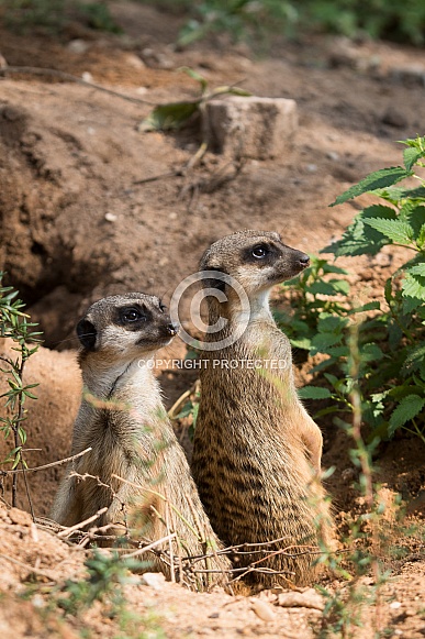 Meerkat