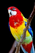 Eastern Rosella Parrot