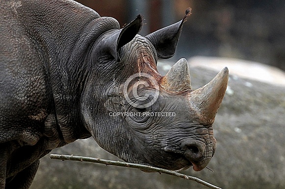 Black Rhinoceros Black Rhinoceros