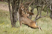 Fallow Deer