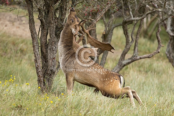 Fallow Deer
