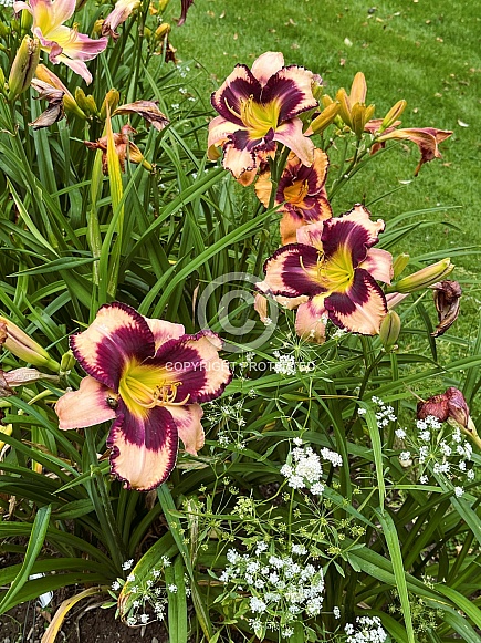 Daylilies