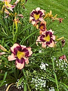 Daylilies