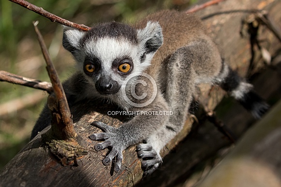 Ring-tailed lemur baby