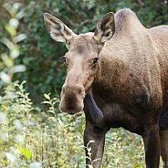 The moose or elk (Alces alces)