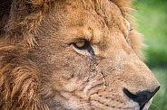 Lion Portrait (Male)