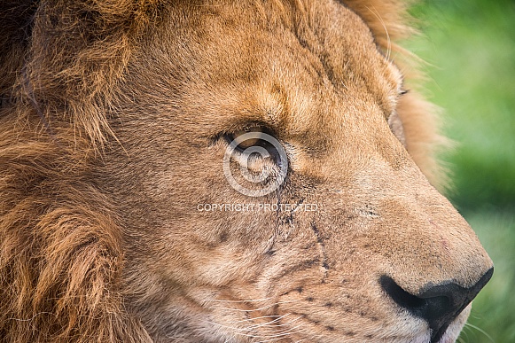Lion Portrait (Male)