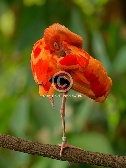 Scarlet Ibis