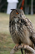 Eurasian Eagle owl