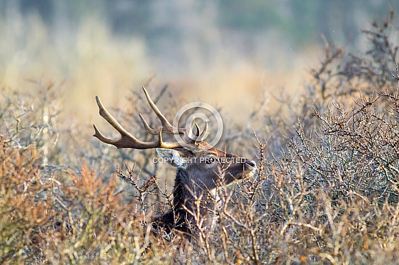Deer in the dunes Deer in the dunes