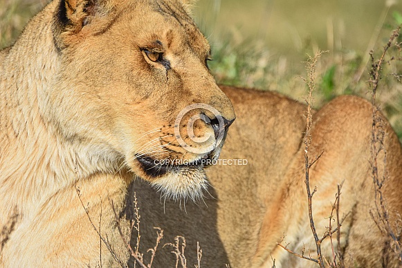 African Lions