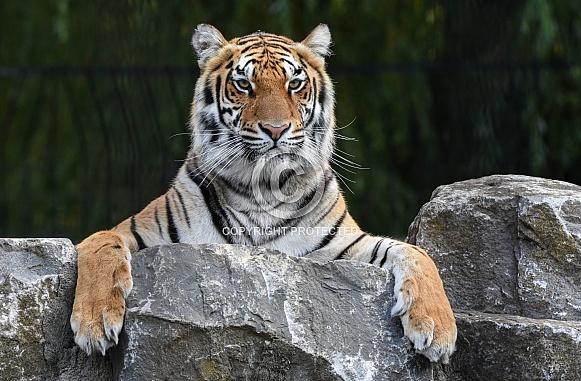 Bengal Tiger