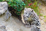 Snow Leopard Cub