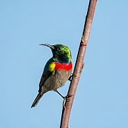 Double-collared Sunbird