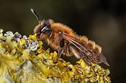Bee resting on a tree branch
