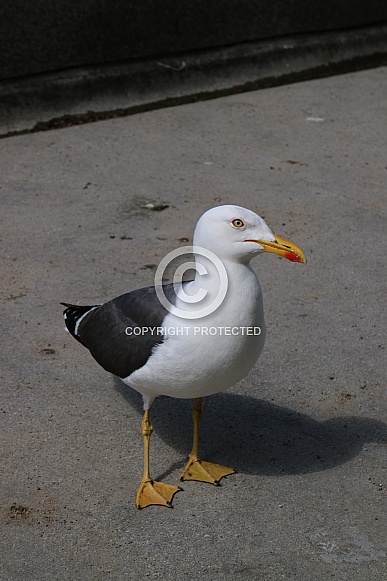 Western gull Western gull