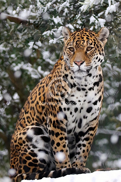 jaguar in the snow