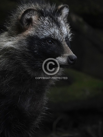 Raccoon Dog Raccoon Dog
