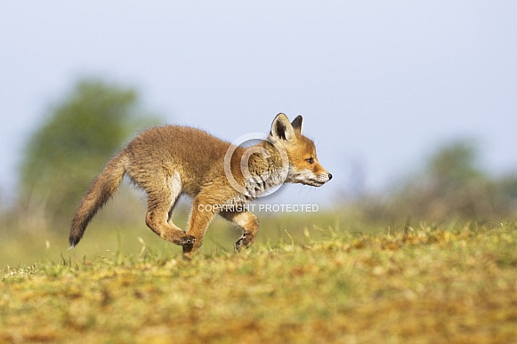 Fox