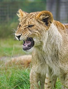 African Lion (young)