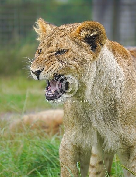 African Lion (young)