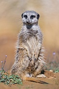 Meerkat sitting