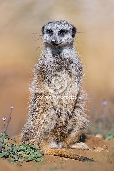 Meerkat sitting