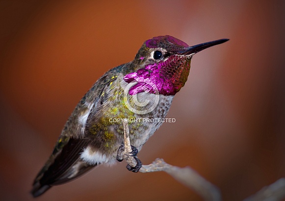 Anna's Hummingbird on Branch Anna's Hummingbird on Branch