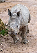 Young Rhino
